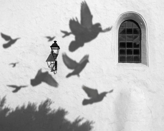Birds in Shadow