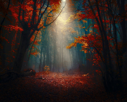 Sunset In The Forest