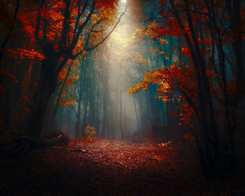 Sunset In The Forest