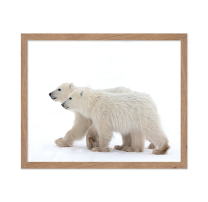 Coy Cub Of The Year