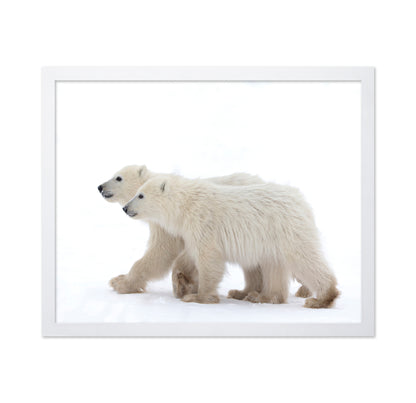 Coy Cub Of The Year