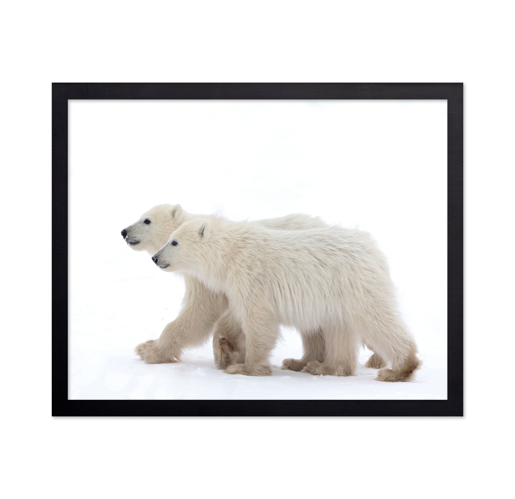 Coy Cub Of The Year