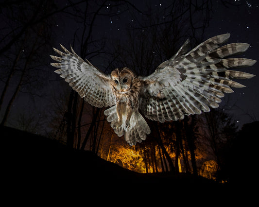 Tawny Owl and the False Fire