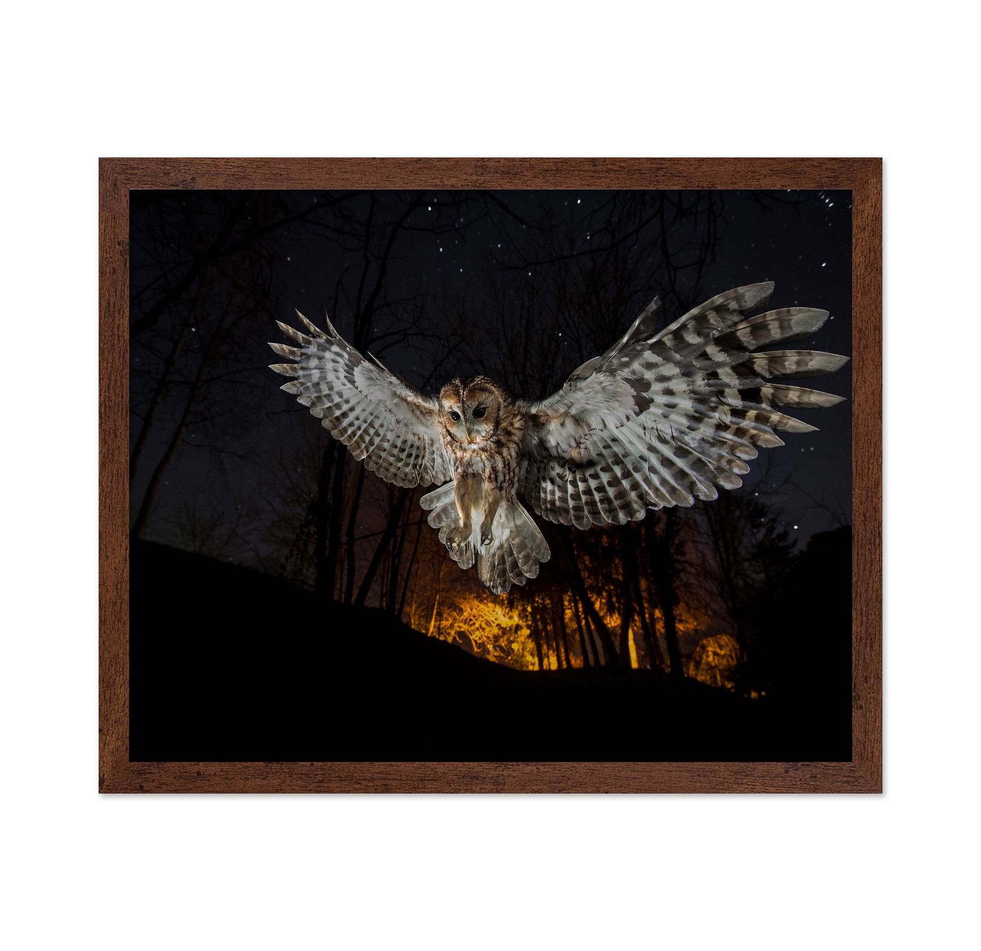 Tawny Owl and the False Fire
