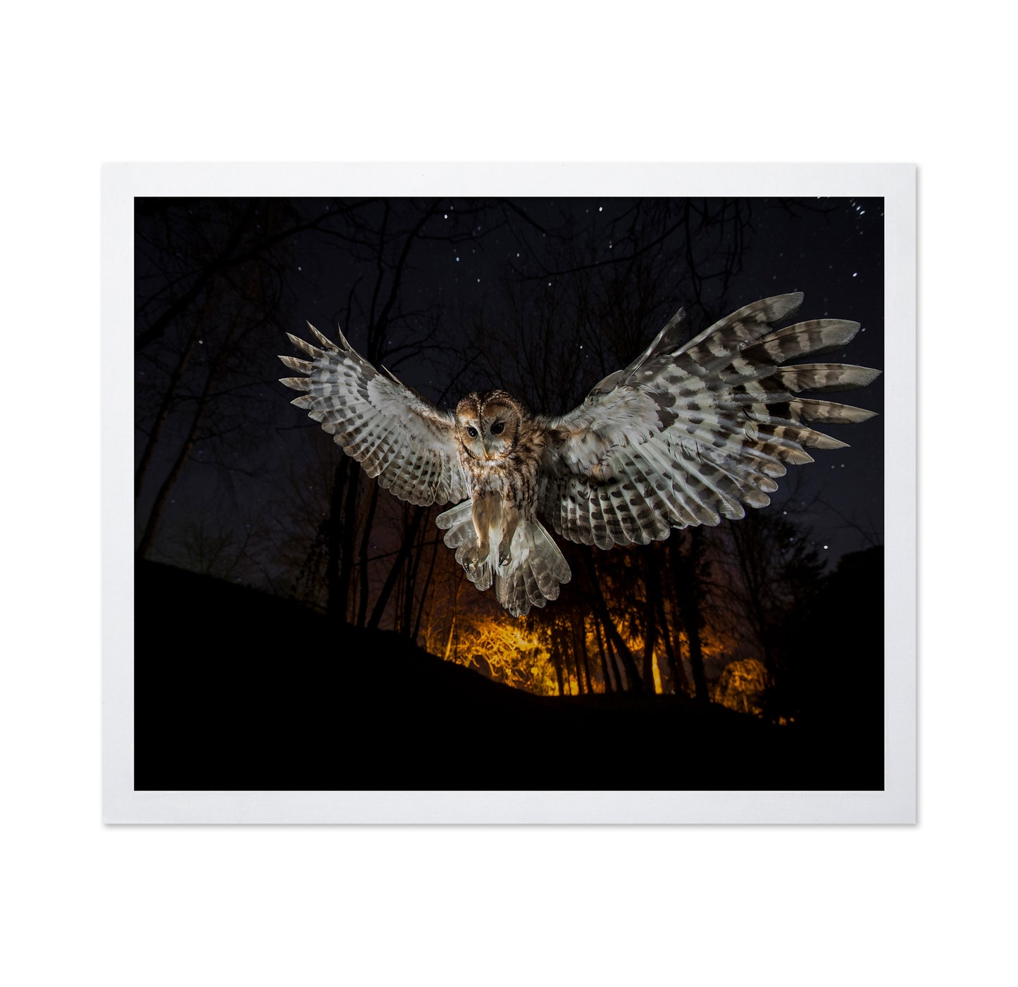 Tawny Owl and the False Fire