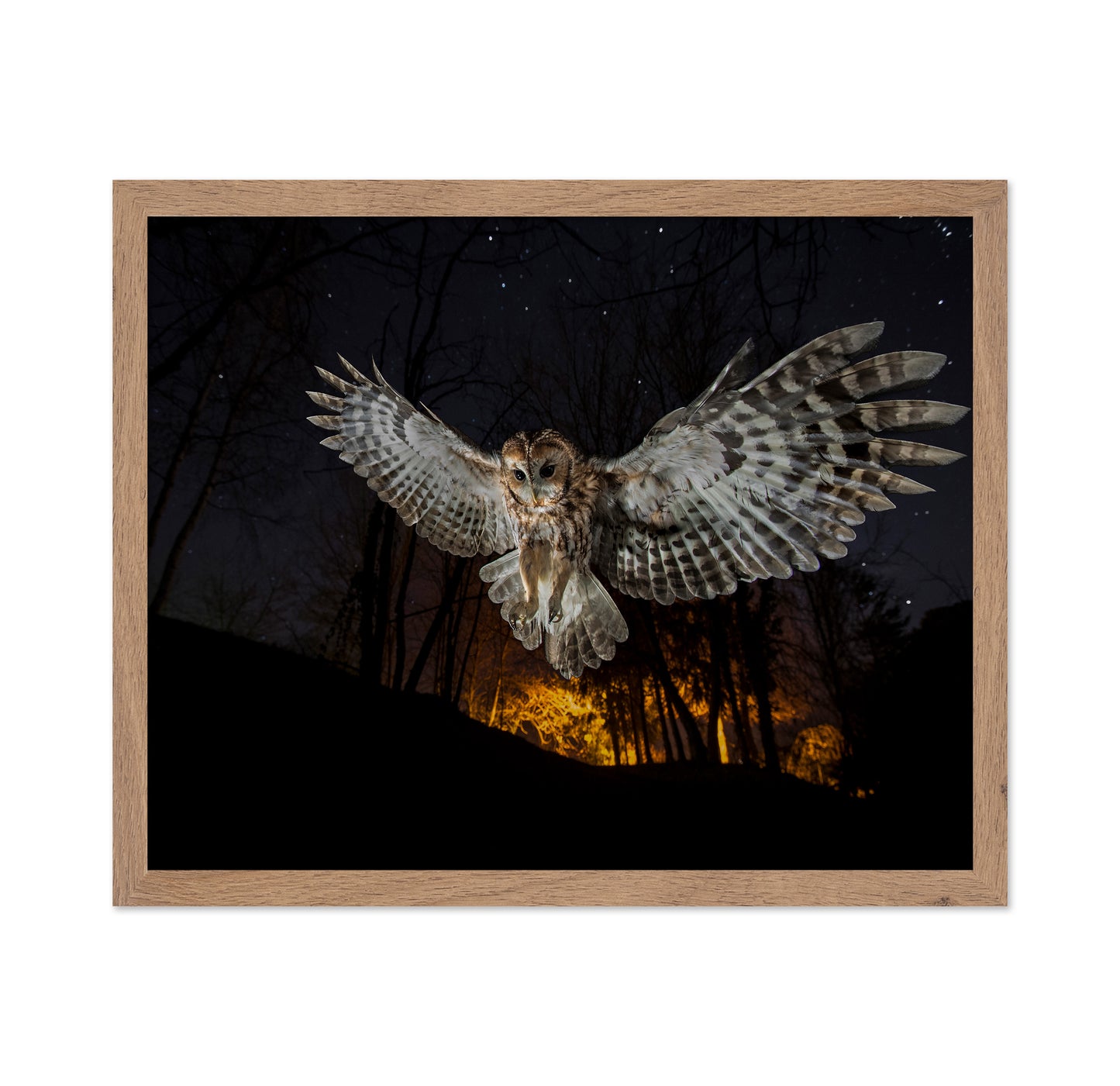 Tawny Owl and the False Fire