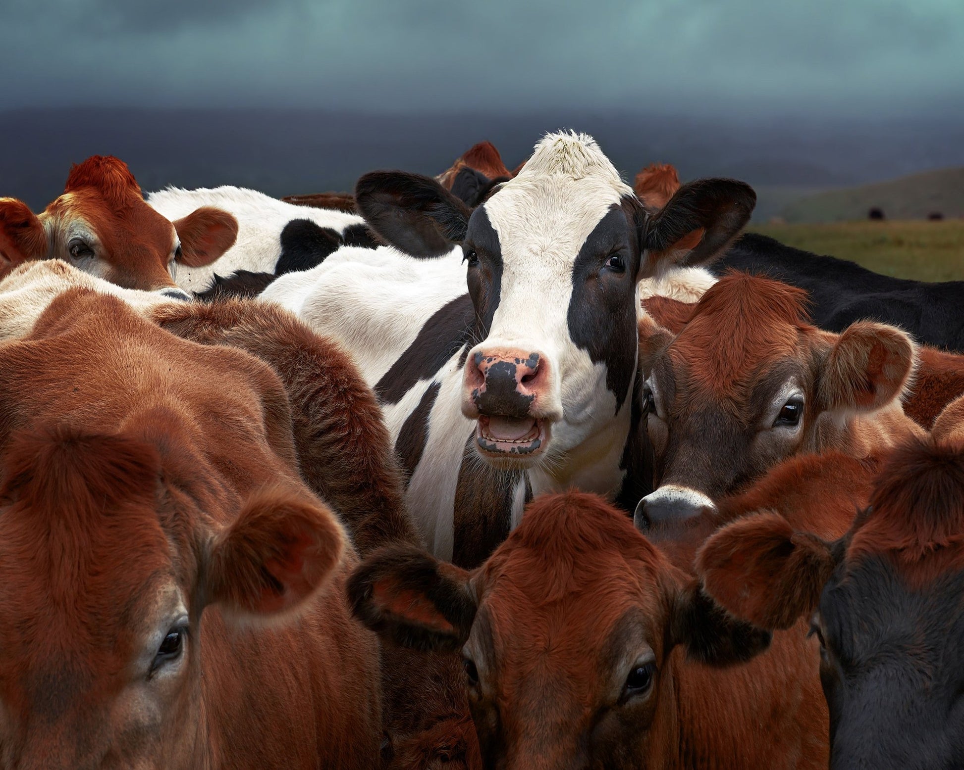 Laughing Cow