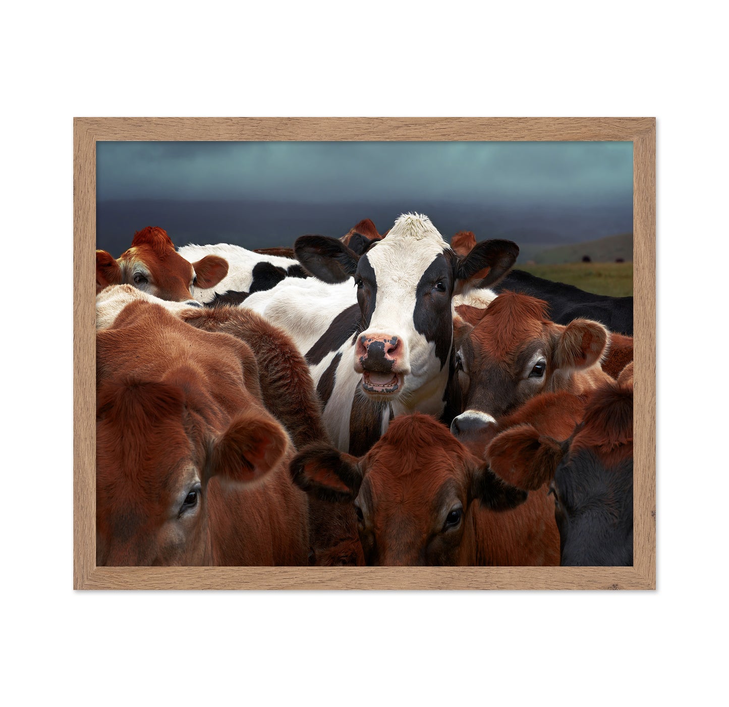 Laughing Cow