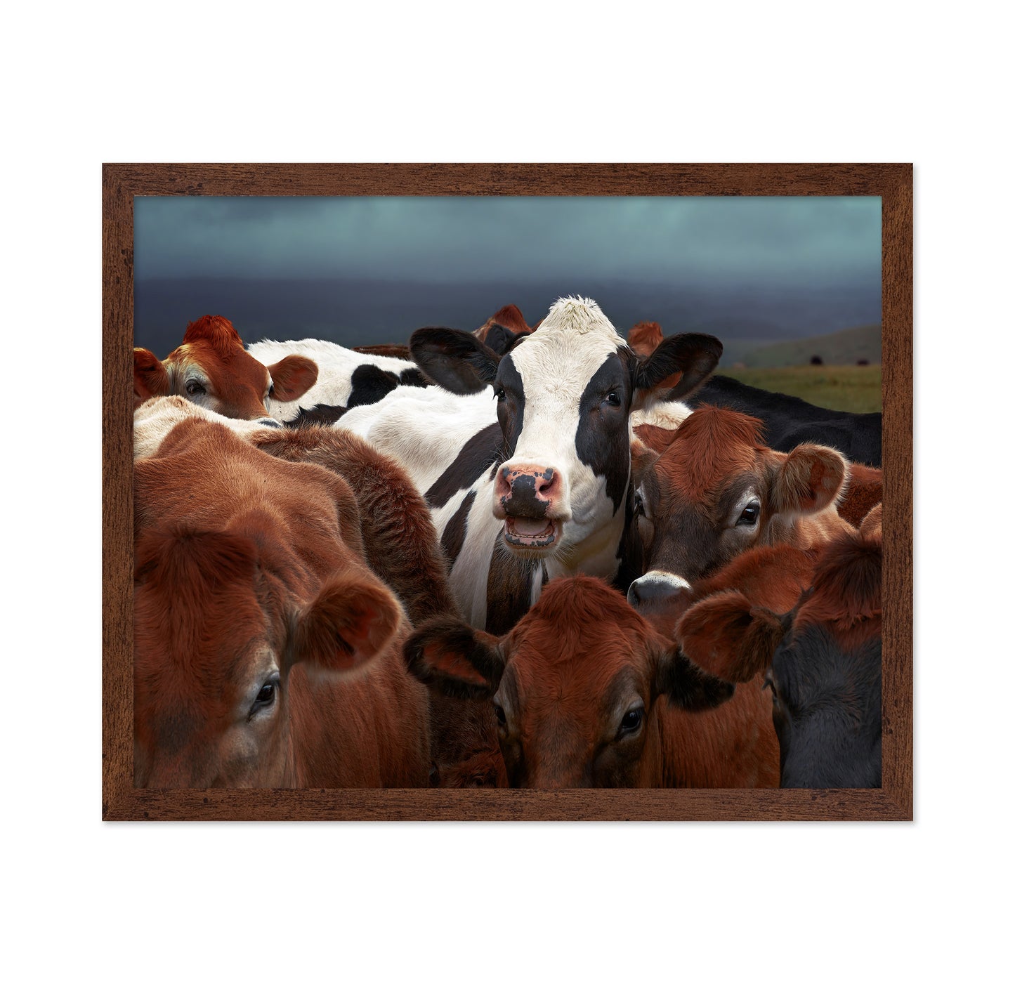 Laughing Cow