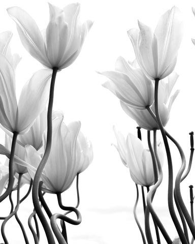 Tulips No 1