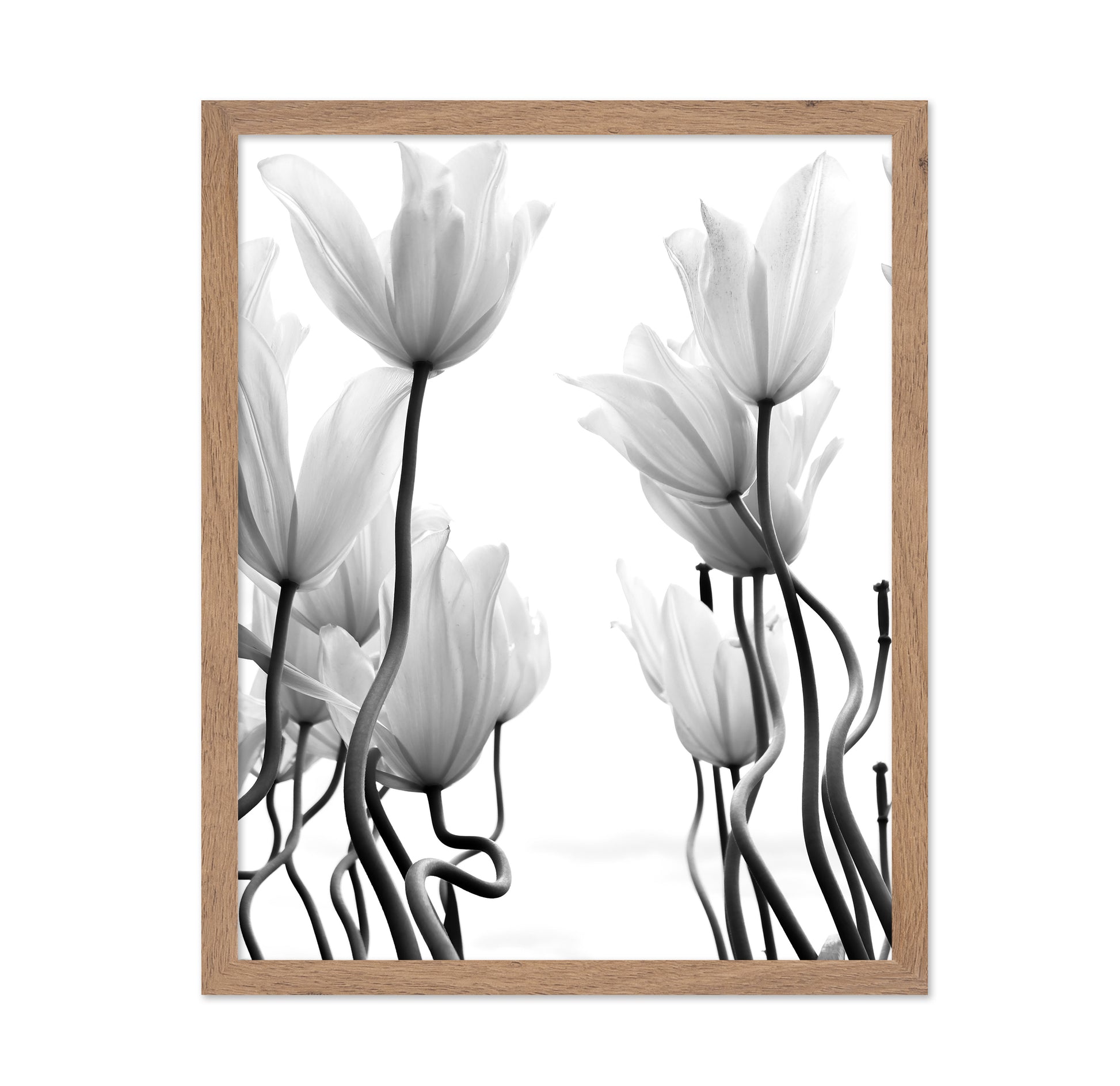 Tulips No 1
