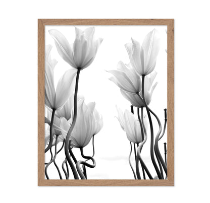 Tulips No 1