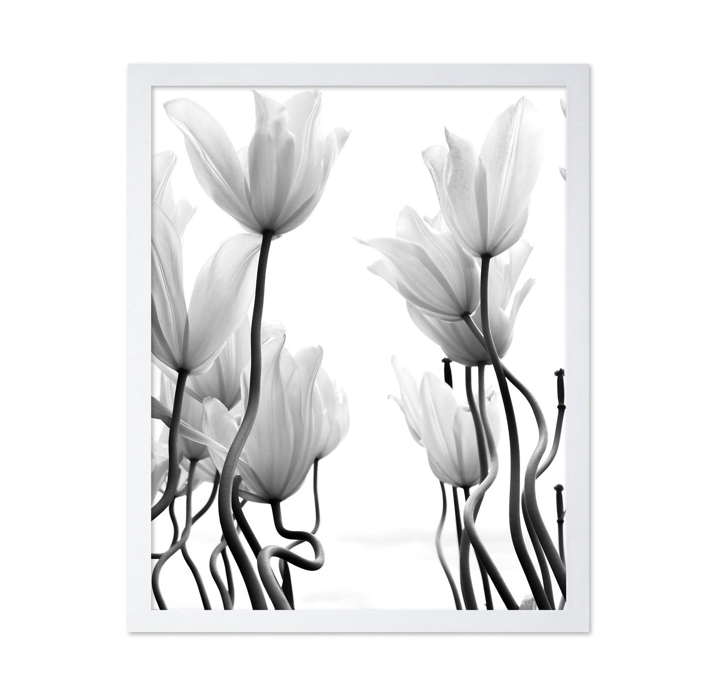 Tulips No 1