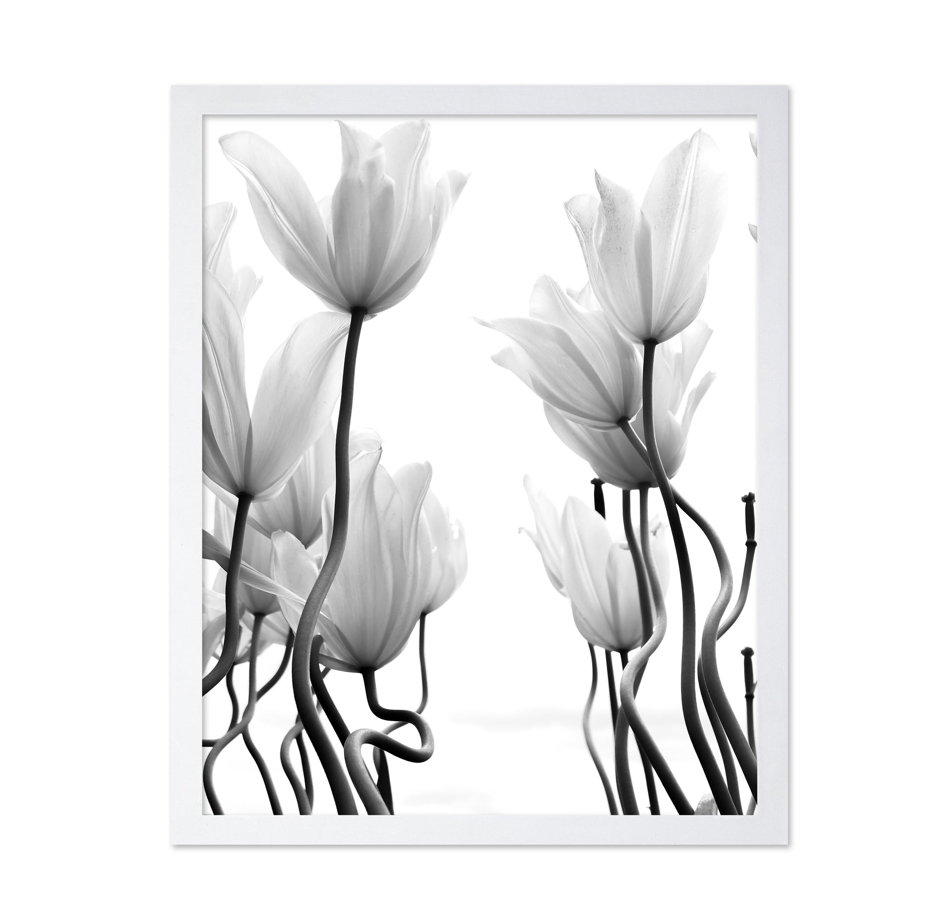Tulips No 1