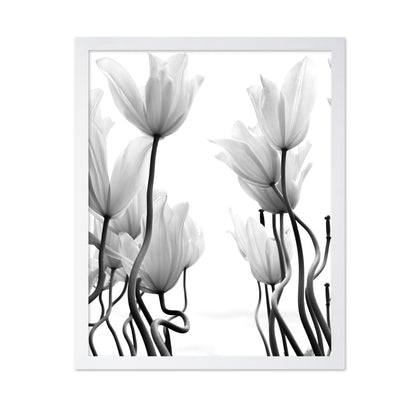 Tulips No 1