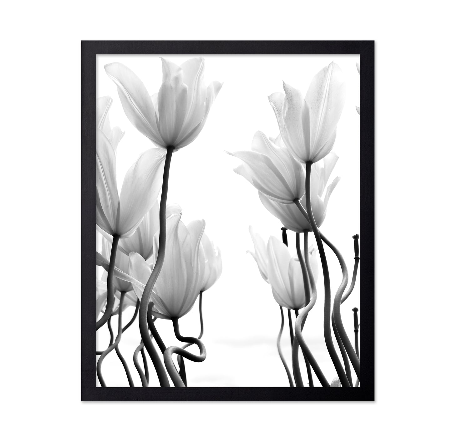 Tulips No 1