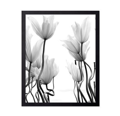 Tulips No 1