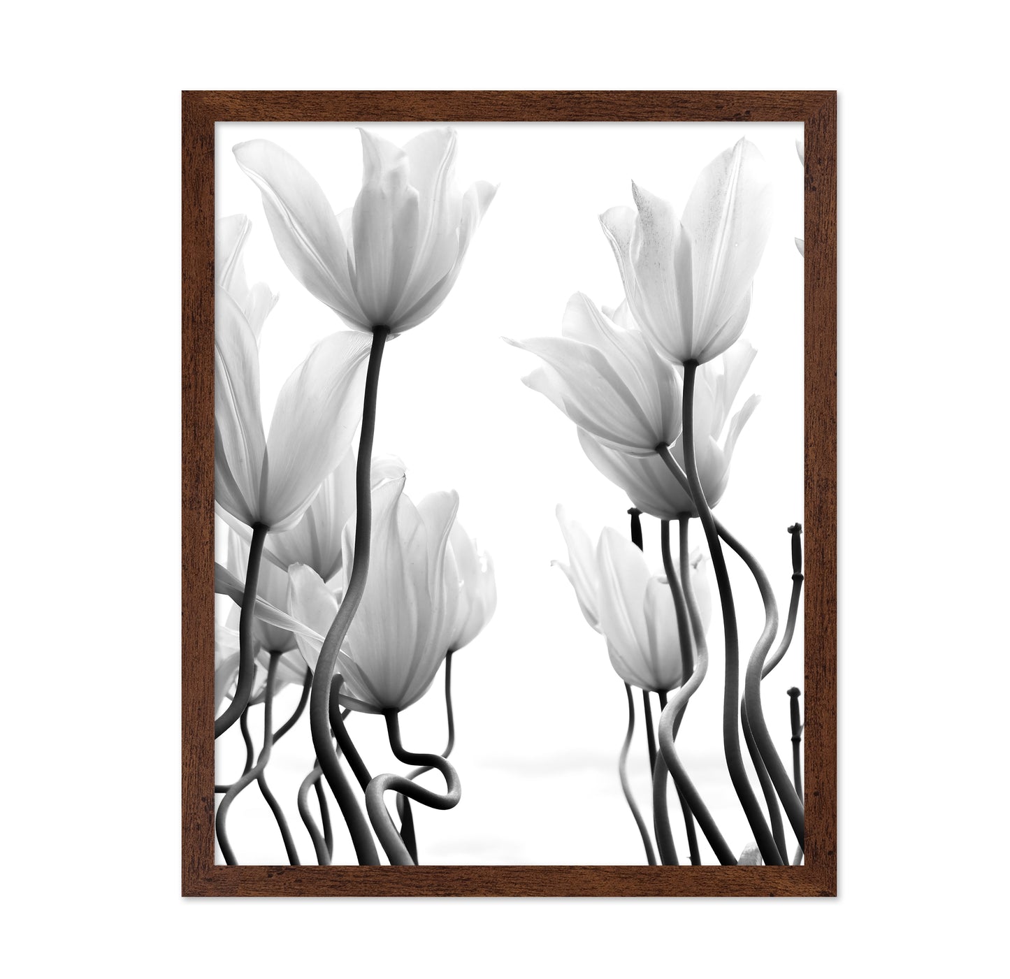 Tulips No 1