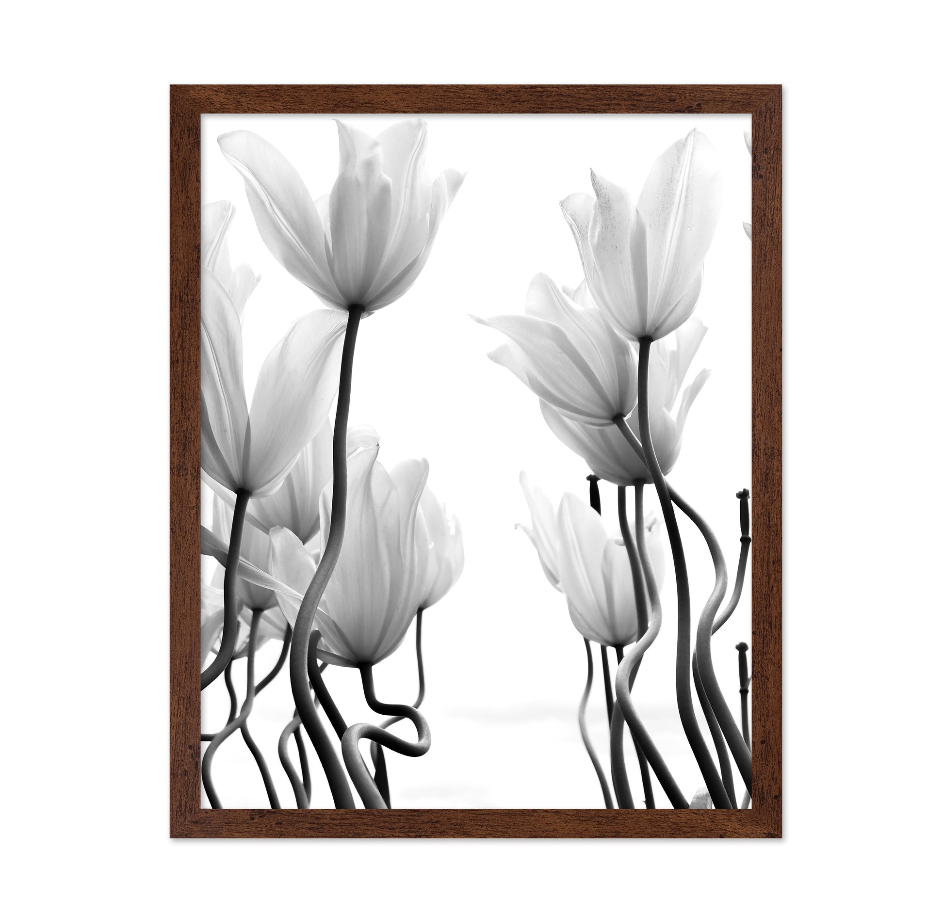 Tulips No 1
