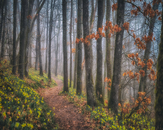 Misty Morning No 2