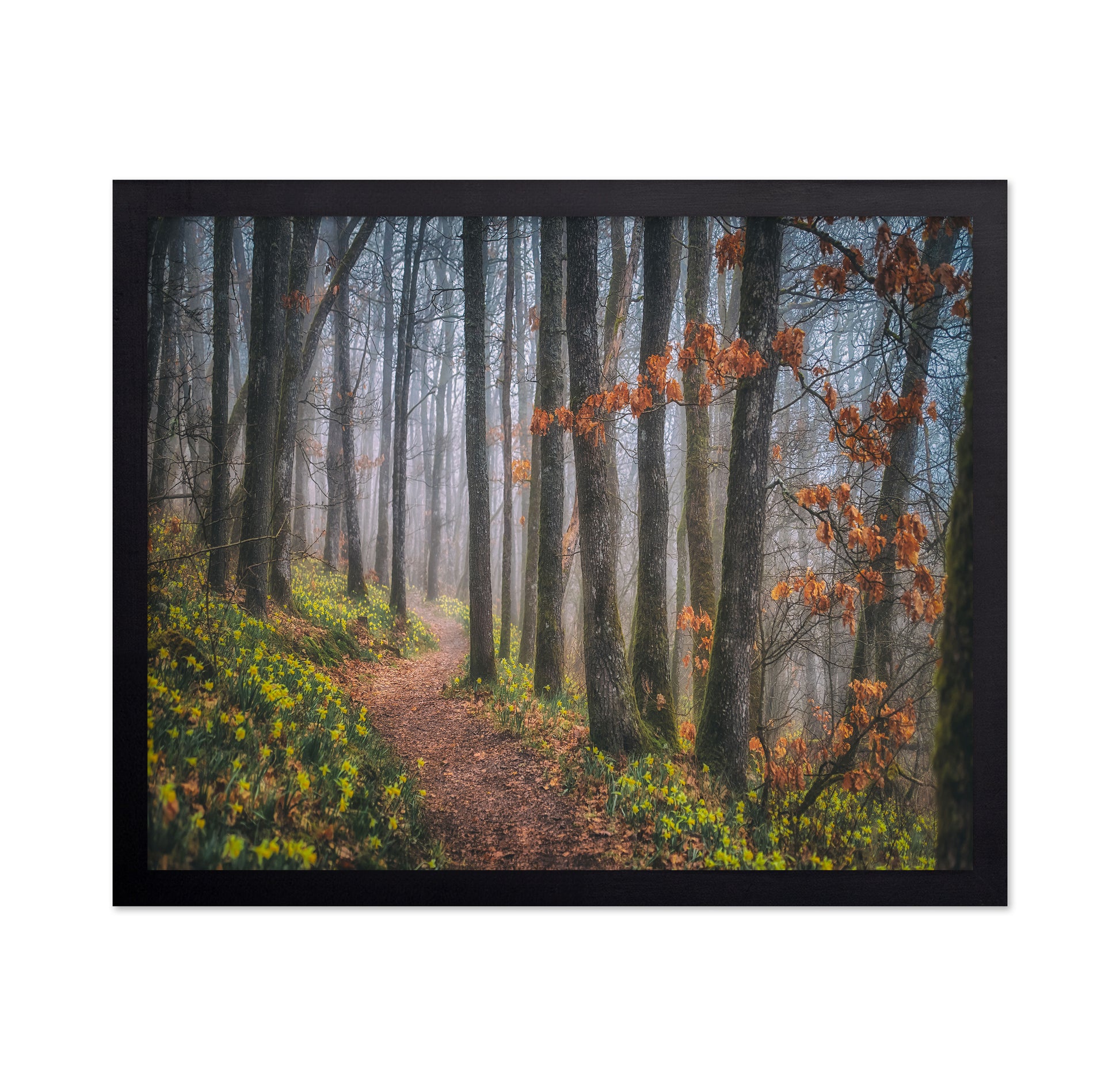 Misty Morning No 2