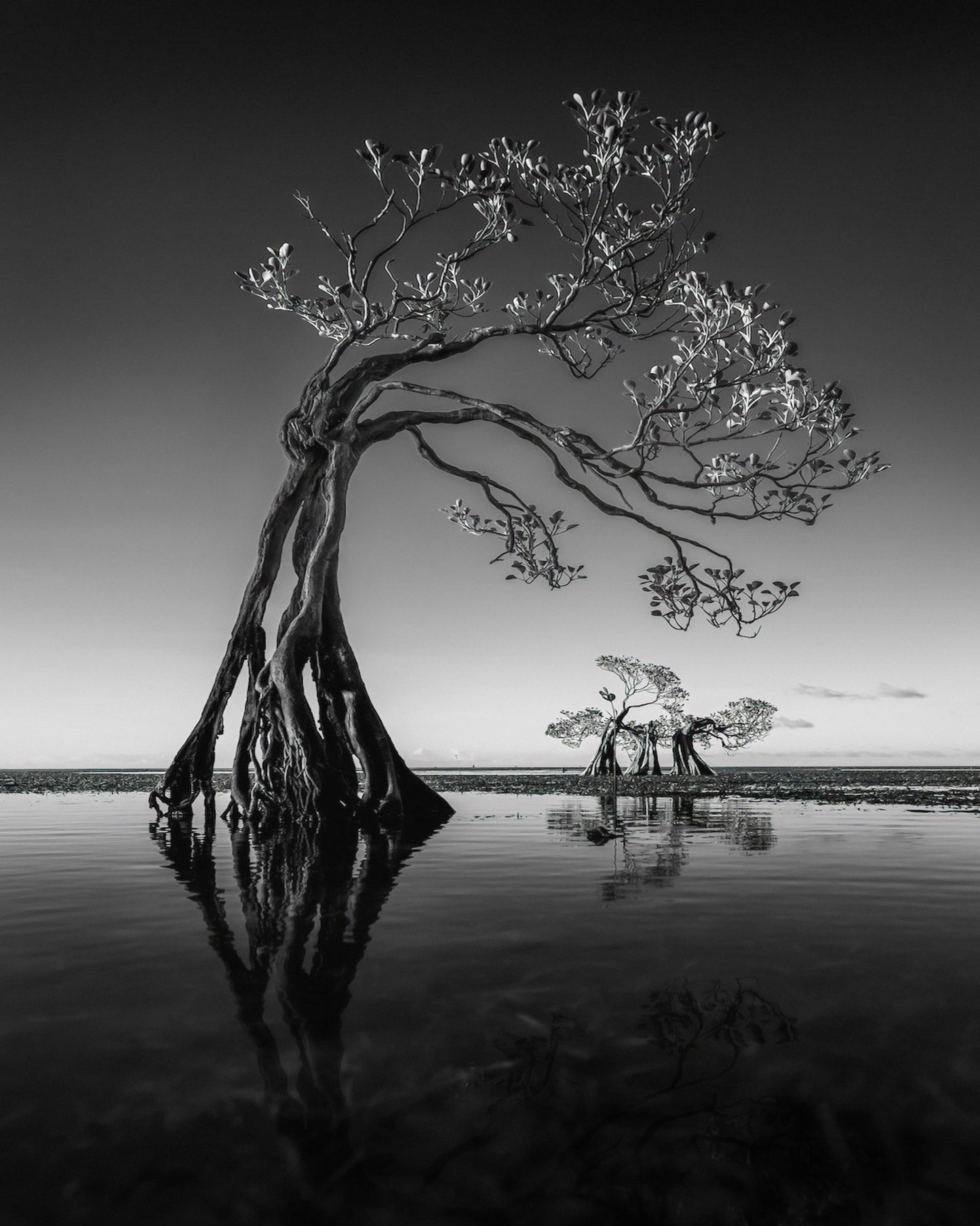 Dancing Mangrove