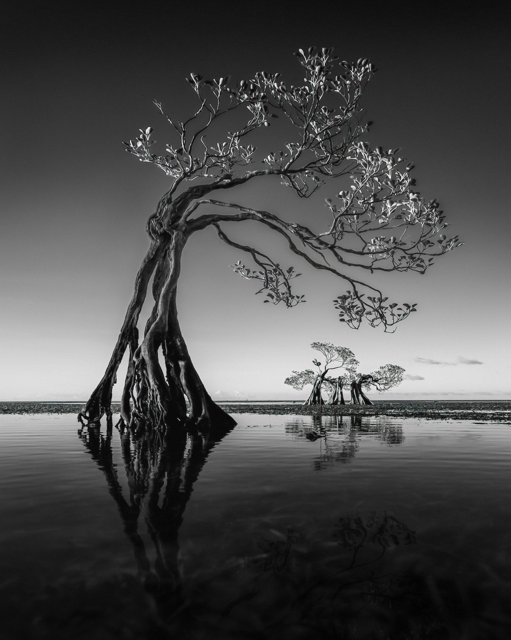 Dancing Mangrove