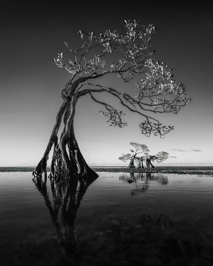 Dancing Mangrove