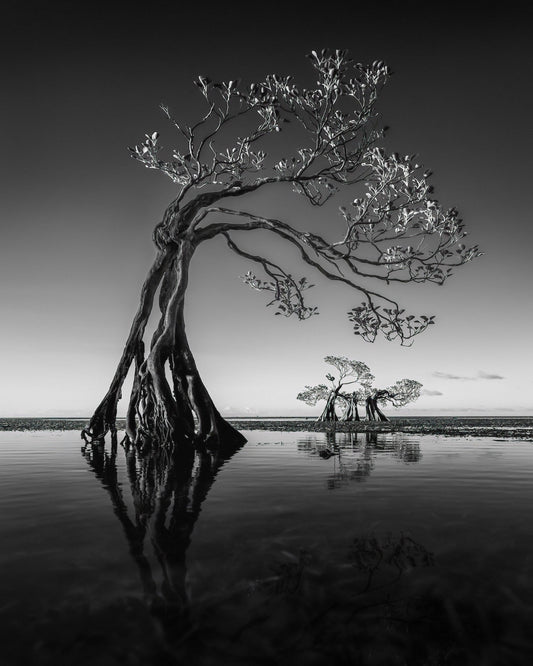 Dancing Mangrove