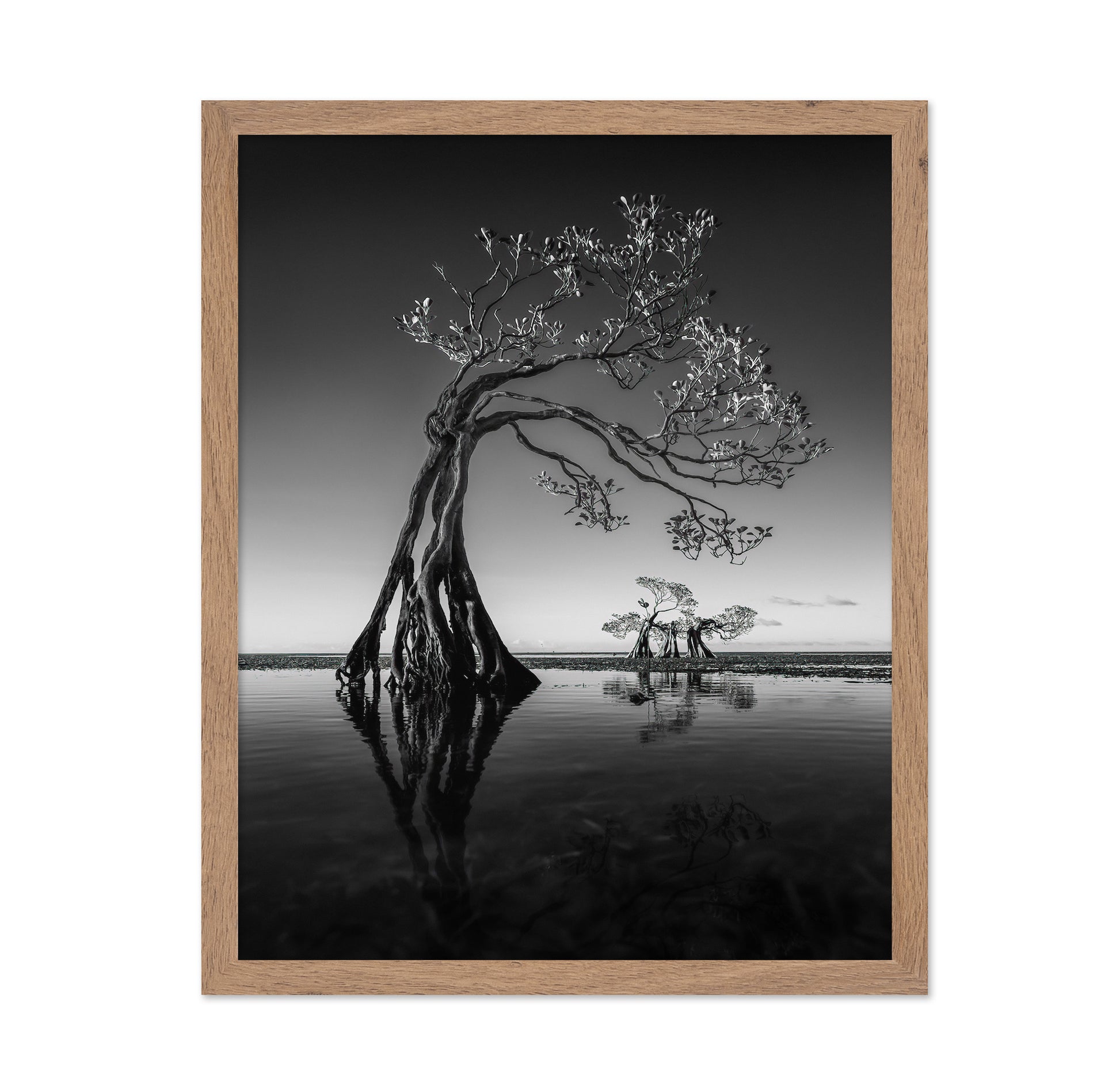Dancing Mangrove