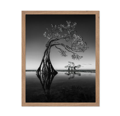 Dancing Mangrove