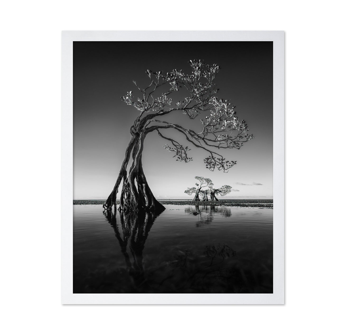 Dancing Mangrove