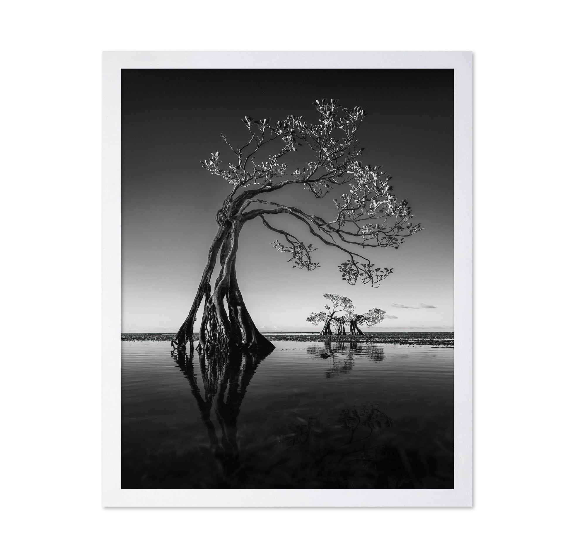 Dancing Mangrove