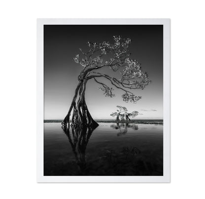 Dancing Mangrove