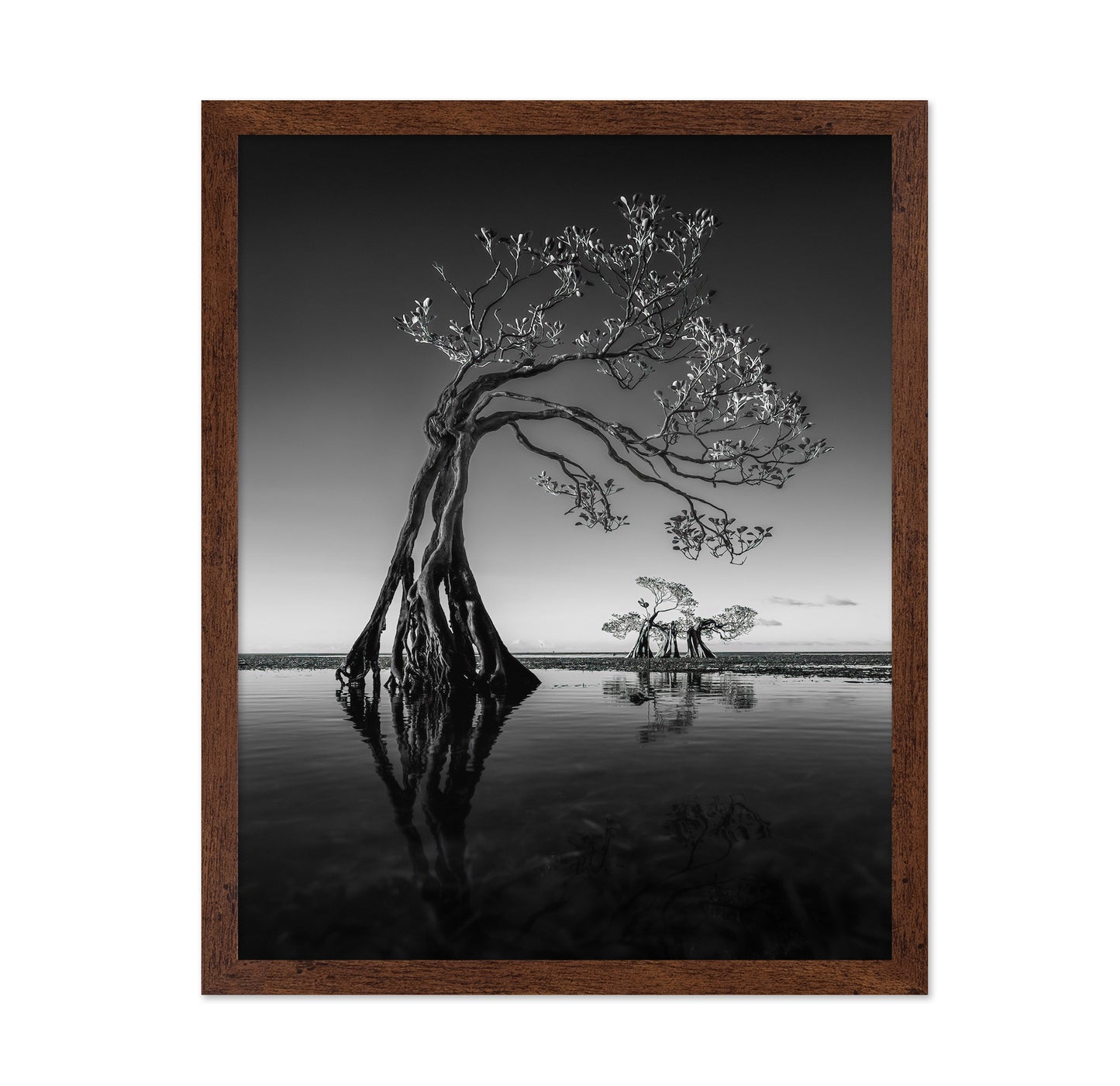 Dancing Mangrove