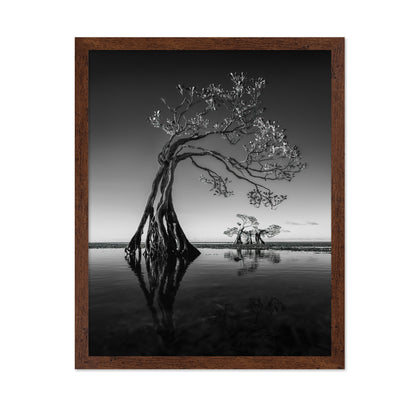 Dancing Mangrove