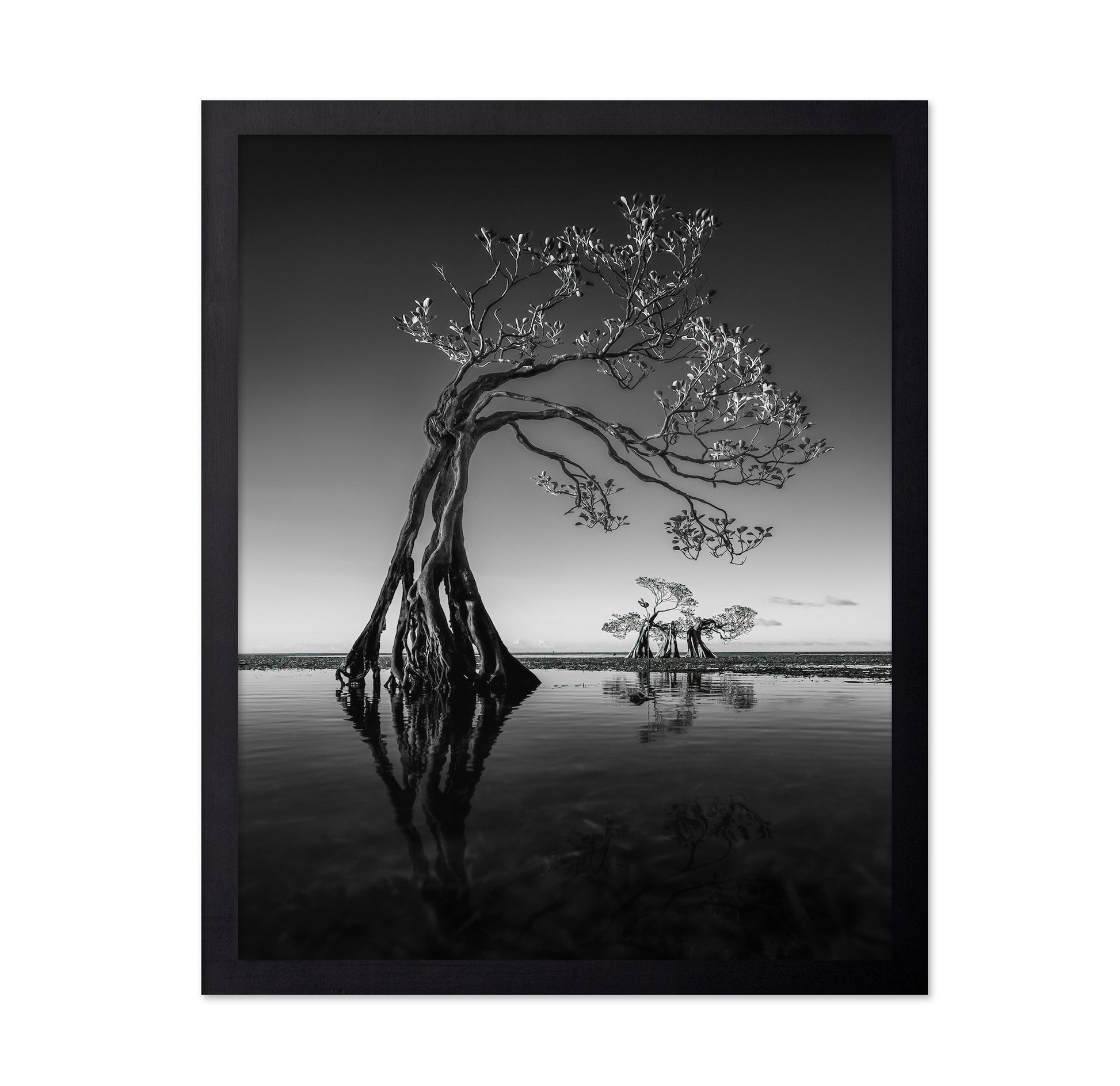 Dancing Mangrove