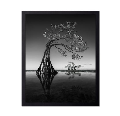 Dancing Mangrove