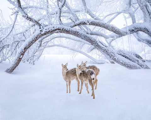 Deers' Walk In Snow