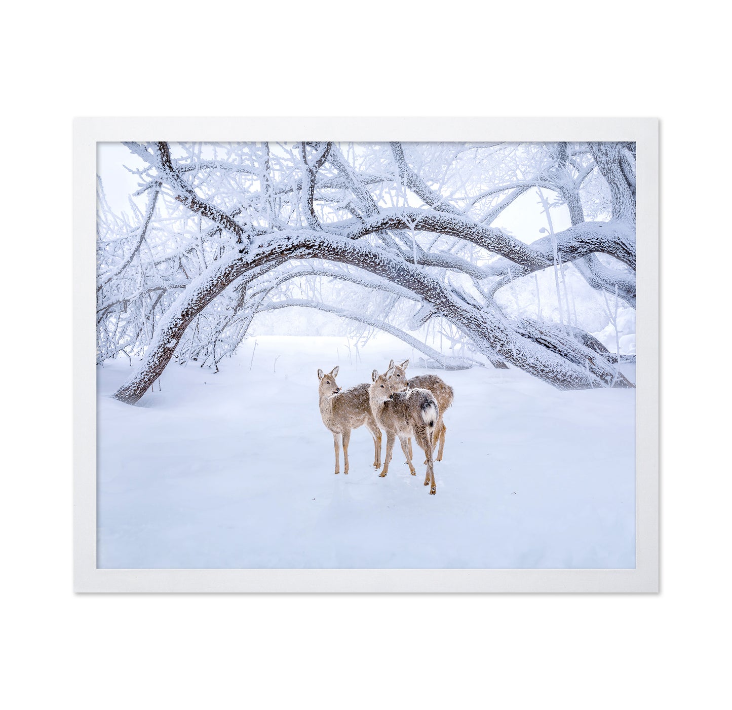 Deers' Walk In Snow