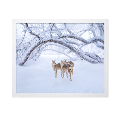 Deers' Walk In Snow