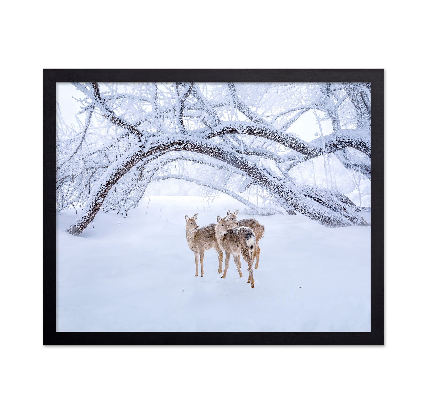 Deers' Walk In Snow