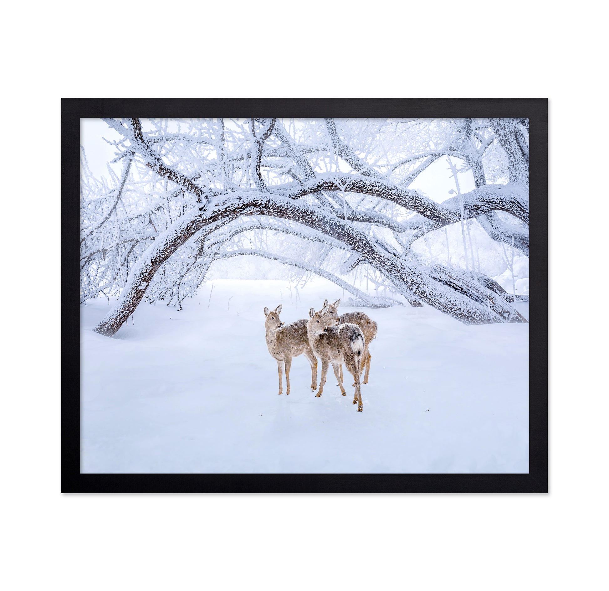 Deers' Walk In Snow
