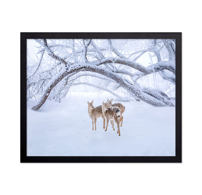 Deers' Walk In Snow