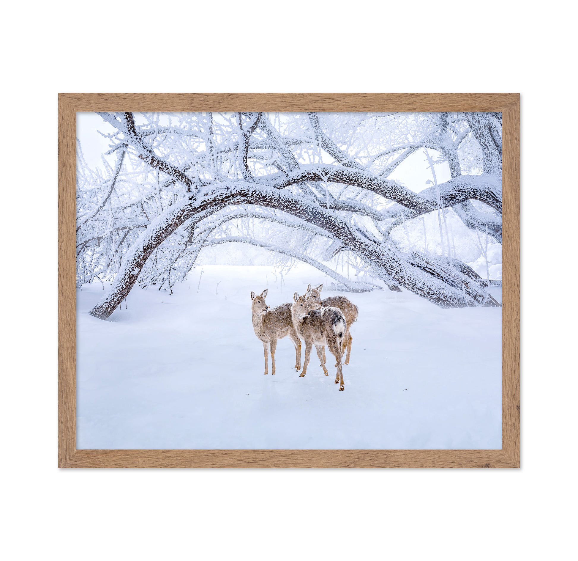 Deers' Walk In Snow