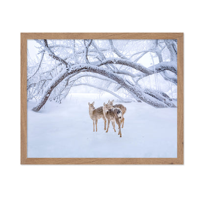 Deers' Walk In Snow