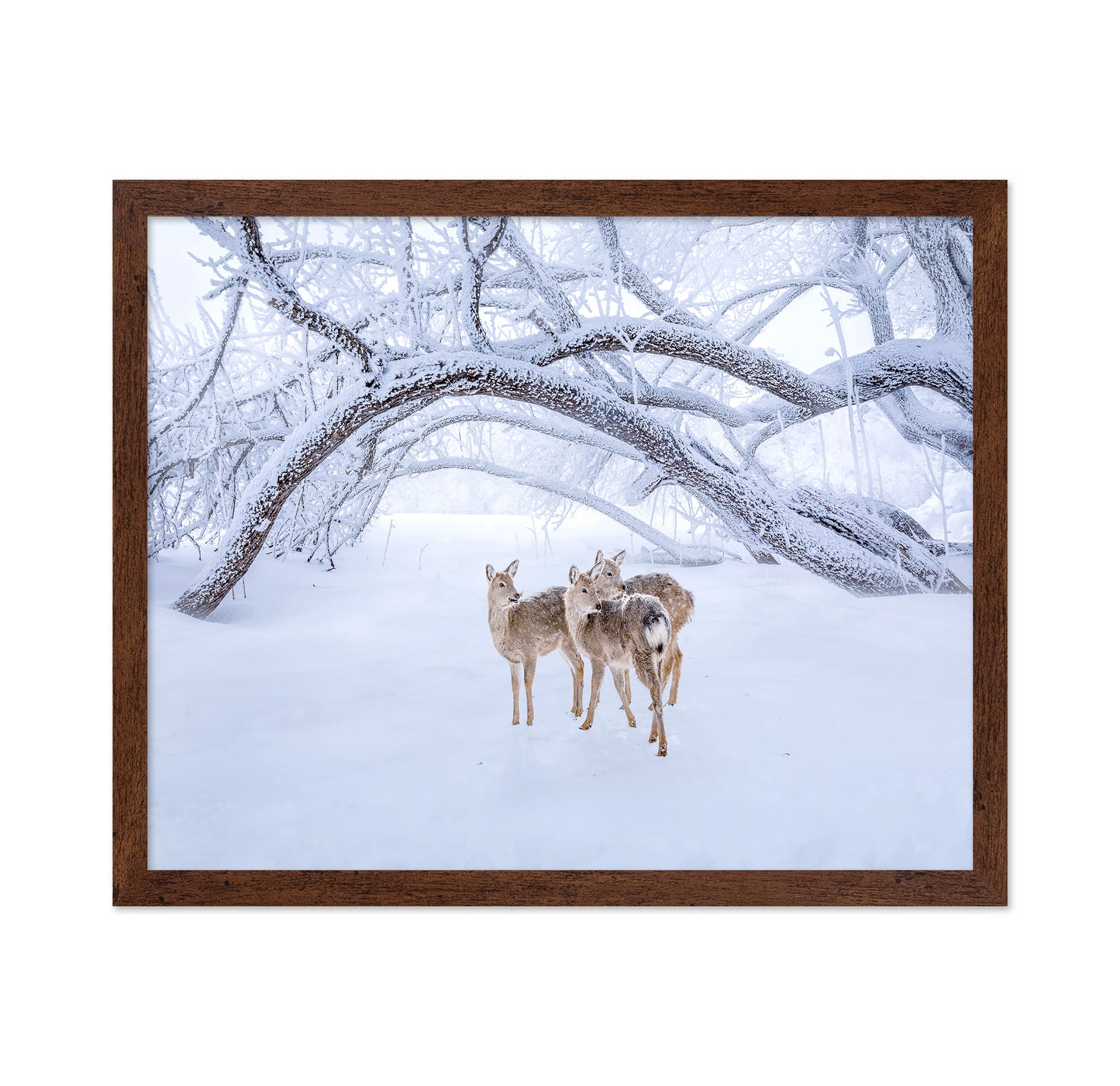 Deers' Walk In Snow