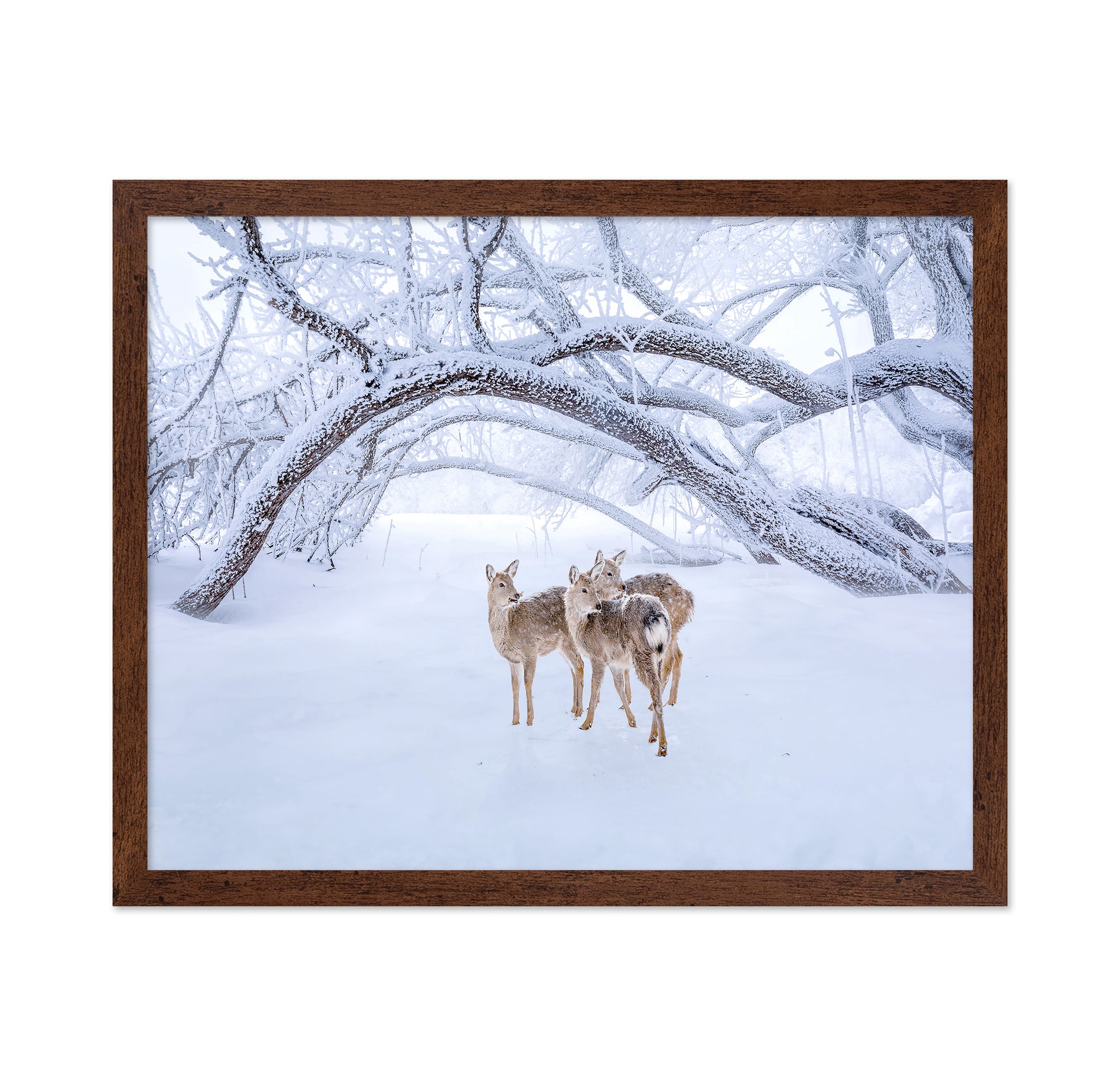Deers' Walk In Snow