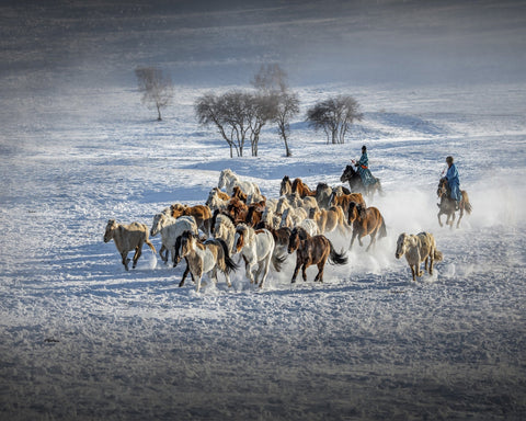 Galloping Horses