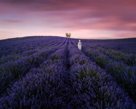 Lavender Twilight